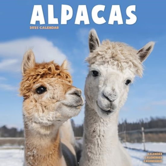 Cover for Alpacas Calendar 2025  Square Animal Wall Calendar - 16 Month (Calendar) (2024)