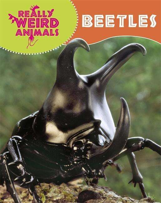 Really Weird Animals: Beetles - Really Weird Animals - Clare Hibbert - Books - Hachette Children's Group - 9781445138176 - February 26, 2015