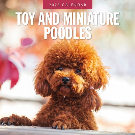 Red Robin · Toy and Miniature Poodles 2025 Square Wall Calendar (Paperback Book) (2024)