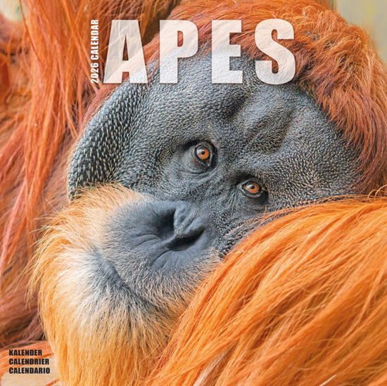 Cover for Apes Calendar 2026  Square Animal Wall Calendar - 16 Month (Calendar) (2025)