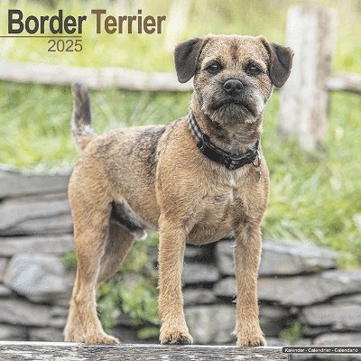 Cover for Border Terrier Calendar 2025 Square Dog Breed Wall Calendar - 16 Month (Kalender) (2024)