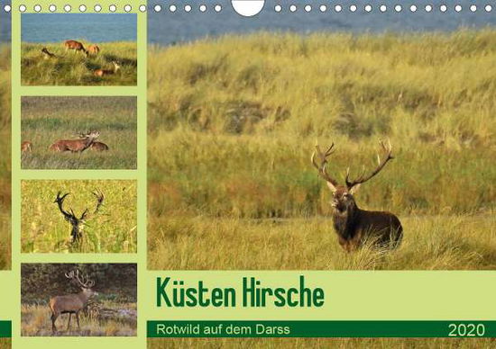 Cover for Schaack · Küsten Hirsche - Rotwild auf de (Bok)