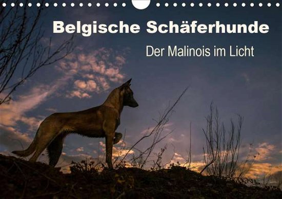 Cover for Brandt · Belgische Schäferhunde - Der Mal (Buch)