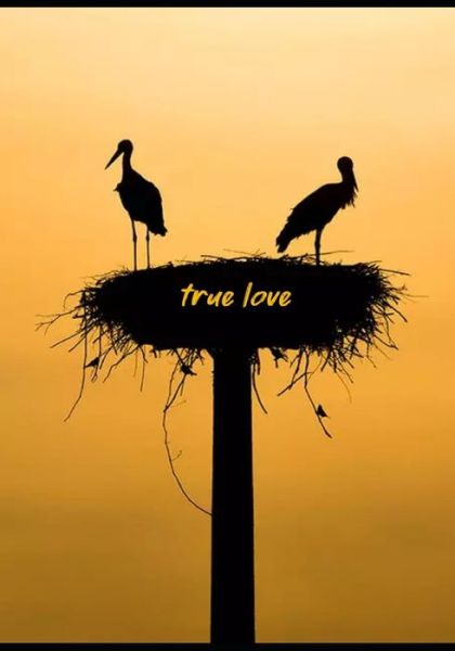 Cover for Perfect · True Love (Pocketbok) (2019)