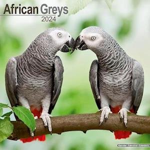 Cover for African Greys Calendar 2024  Square Bird Wall Calendar - 16 Month (Kalender) (2023)