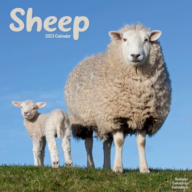 Sheep 2023 Wall Calendar - Avonside Publishing Ltd - Merchandise - Avonside Publishing Ltd - 9781839418181 - July 1, 2022