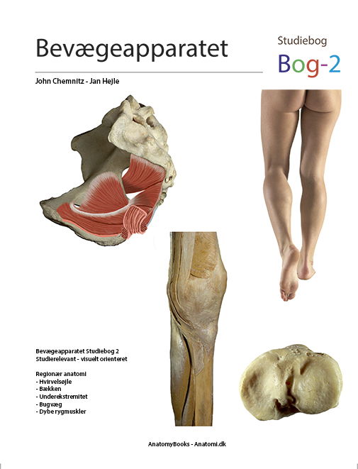 Cover for Jan Hejle John Chemnitz · Bevægeapparatet - studiebøger: Bevægeapparatet - Bog2 (Spiral Book) [1st edition] (2023)