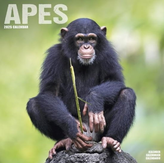 Cover for Apes Calendar 2025  Square Animal Wall Calendar - 16 Month (Calendar) (2024)