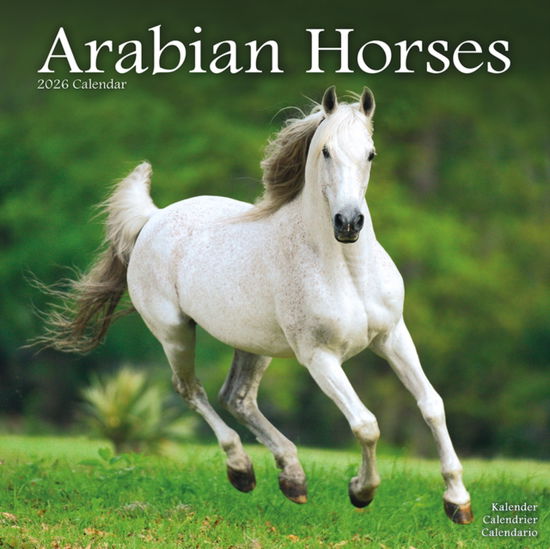 Cover for Arabian Horses Calendar 2026  Square Horses Wall Calendar - 16 Month (Calendar) (2025)