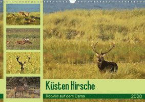 Küsten Hirsche - Rotwild auf de - Schaack - Livros -  - 9783670958185 - 