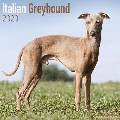 Cover for Avonside Publishing Ltd · Italian Greyhound Calendar 2020 (Pocketbok) (2019)