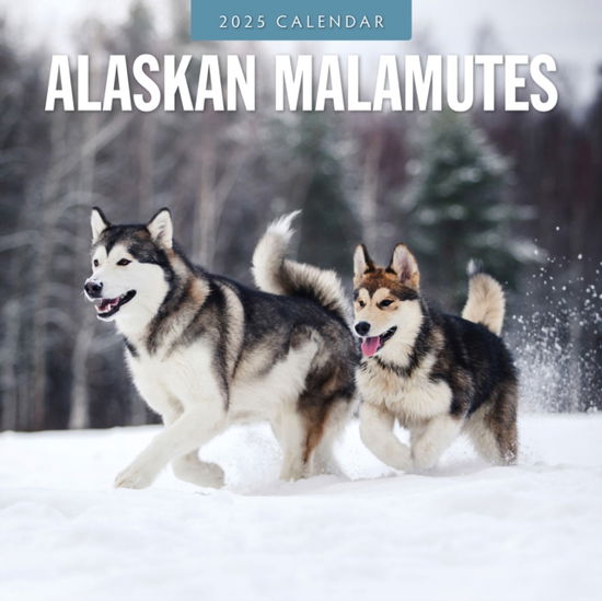 Cover for Red Robin · Alaskan Malamutes 2025 Square Wall Calendar (Taschenbuch) (2024)