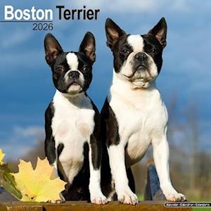 Cover for Boston Terrier Calendar 2026  Square Dog Breed Wall Calendar - 16 Month (Calendar) (2025)