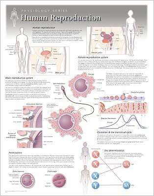 Human Reproduction Laminated Poster - Scientific Publishing - Kirjat - Scientific Publishing Limited - 9781935612186 - perjantai 31. toukokuuta 2013