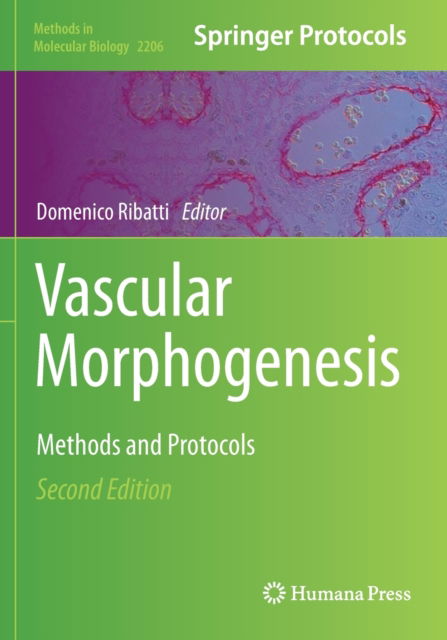 Vascular Morphogenesis: Methods and Protocols - Methods in Molecular Biology - - Kirjat - Springer-Verlag New York Inc. - 9781071609187 - keskiviikko 5. elokuuta 2020