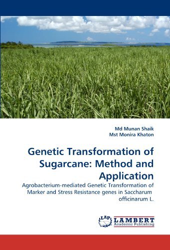 Cover for Mst Monira Khaton · Genetic Transformation of Sugarcane: Method and Application: Agrobacterium-mediated Genetic Transformation of Marker and Stress Resistance Genes in Saccharum  Officinarum L. (Paperback Book) (2011)