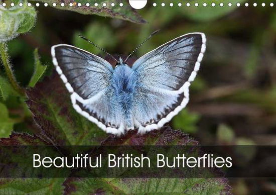 Beautiful British Butterflies (W - Downes - Książki -  - 9781325544189 - 