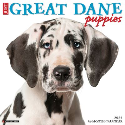 Willow Creek Press · Just Great Dane Puppies 2025 12 X 12 Wall Calendar (Kalender) (2024)