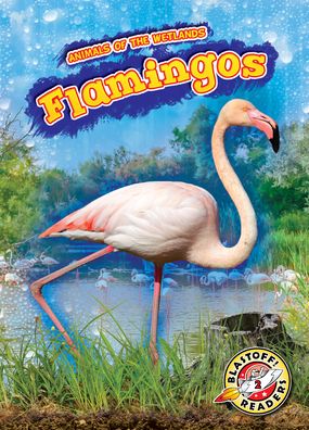 Cover for Karen Latchana Kenney · Flamingos (Hardcover Book) (2021)