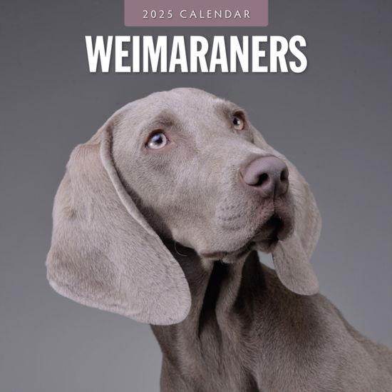 Red Robin · Weimaraners 2025 Square Wall Calendar (Paperback Book) (2024)