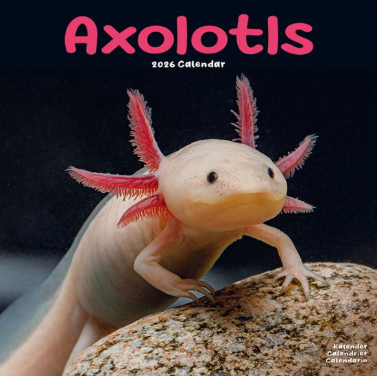 Cover for Axolotls Calendar 2026  Square Animal Wall Calendar - 16 Month (Calendar) (2025)