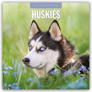Cover for Red Robin · Huskies 2026 Square Wall Calendar (Paperback Book) (2025)