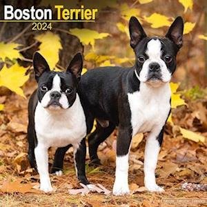 Cover for Boston Terrier Calendar 2024  Square Dog Breed Wall Calendar - 16 Month (Kalender) (2023)