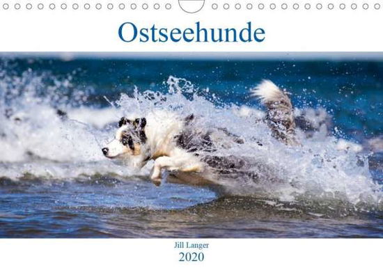 Cover for Langer · Ostseehunde (Wandkalender 2020 D (Book)