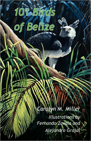 101 Birds of Belize - Carolyn M. Miller - Książki - Produccicones de la Hamaca - 9789768142191 - 1 marca 2009