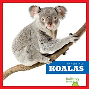 Cover for Natalie Deniston · Koalas - Marsupials (Hardcover Book) (2025)