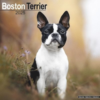 Cover for Boston Terrier Calendar 2025 Square Dog Breed Wall Calendar - 16 Month (Kalender) (2024)