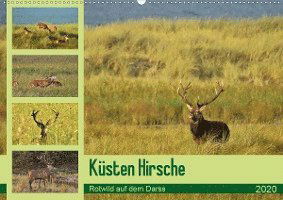 Cover for Schaack · Küsten Hirsche - Rotwild auf de (Buch)