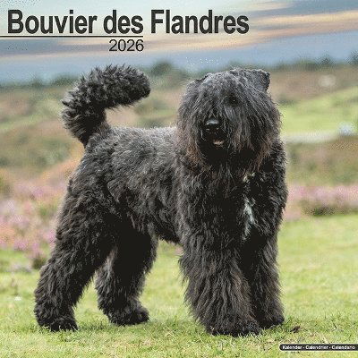 Cover for Bouvier Des Flandres (Euro) Calendar 2026  Square Dog Breed Wall Calendar - 16 Month (Calendar) (2025)