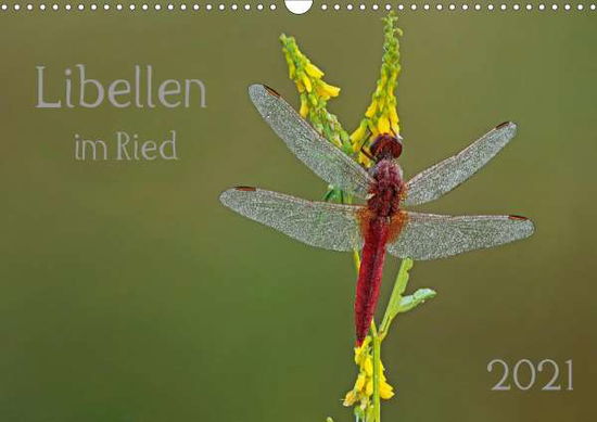 Cover for Oldani · Libellen im Ried (Wandkalender 2 (Book)