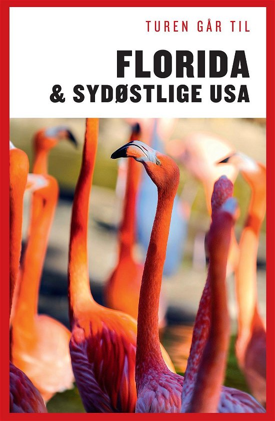 Cover for Morten Scholz · Politikens Turen går til¤Politikens rejsebøger: Turen går til Florida &amp; Det sydøstlige USA (Sewn Spine Book) [9. Painos] (2016)