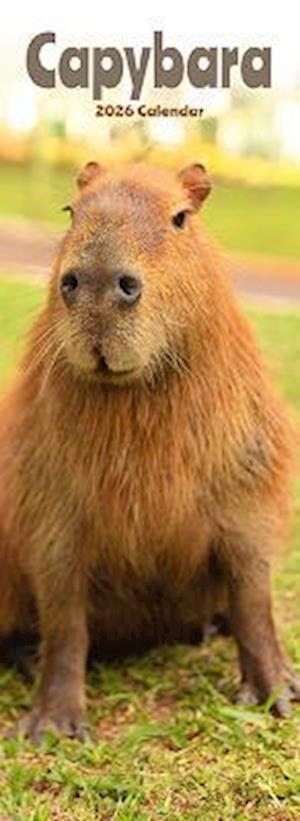 Cover for Capybara Slim Calendar 2026  Cute Slimline Calendar - 12 Month (Calendar) (2025)