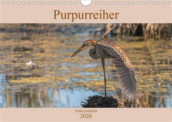 Cover for Köhn · Purpurreiher (Wandkalender 2020 DI (Buch)