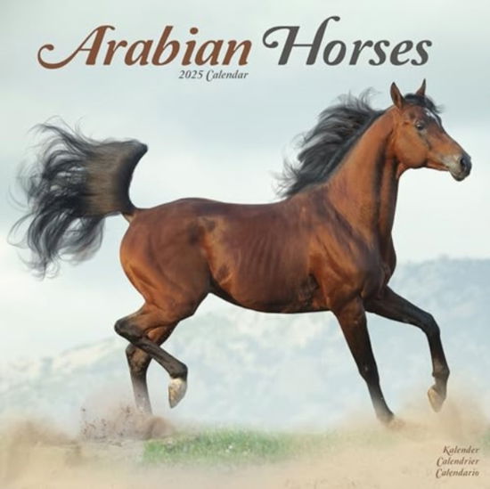 Cover for Arabian Horses Calendar 2025  Square Horses Wall Calendar - 16 Month (Calendar) (2024)