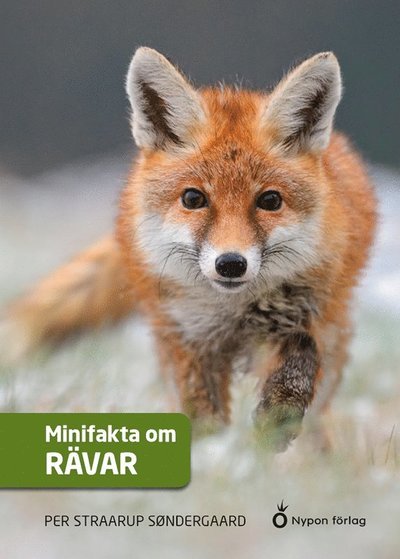 Cover for Per Straarup Søndergaard · Minifakta om ...: Minifakta om rävar (Bound Book) (2020)