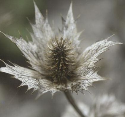 Cover for Anness Publishing · Winter Flowers (Flashcards) [Ncr edition] (2014)