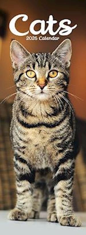 Cover for Cats Slim Calendar 2026  Cute Slimline Calendar - 12 Month (Calendar) (2025)