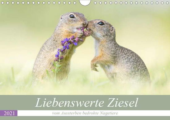 Cover for Petzl · Liebenswerte Ziesel - vom Ausster (Bok)