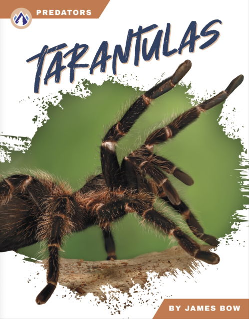 Cover for James Bow · Tarantulas - Predators (Taschenbuch) (2024)