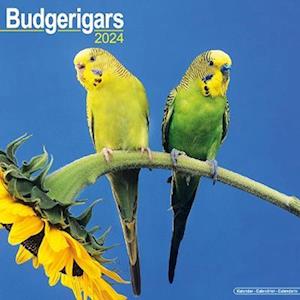 Budgerigar Calendar 2024  Square Bird Wall Calendar - 16 Month (Calendar) (2023)