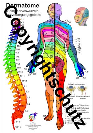 Cover for Tanja Aeckersberg · Dermatome der Spinalnerven (Book) (2024)