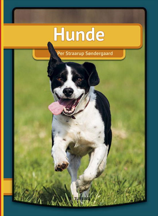 Mein Erstes buch: Hunde - Per Straarup Søndergaard - Books - Turbine - 9788740608205 - January 19, 2016