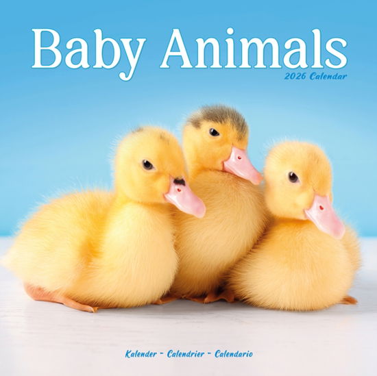 Cover for Baby Animals Calendar 2026  Square Animal Wall Calendar - 16 Month (Calendar) (2025)