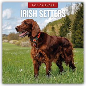 Cover for Red Robin · Irish Setters 2026 Square Wall Calendar (Paperback Book) (2025)
