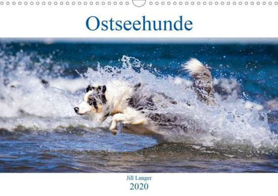 Cover for Langer · Ostseehunde (Wandkalender 2020 D (Book)