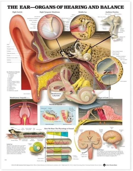 Cover for Anatomical Chart Com · The Ear: Organs of Hearing and Balance Anatomical Chart (Map) (2000)
